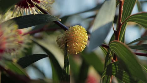 Hakea-Laurina-Plant-Yellow-Flower-Bud-Medium-Shot,-sunny-daytime-Maffra,-Victoria,-Australia