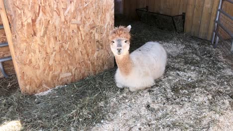 Lama-in-a-farm-and-llama-lying-on-straw-and-yawning-on-a-sunny-and-windy-summer-day