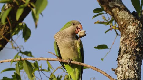 A-monk-parakeet-spotted-holding-a-piece-of-bread-in-its-clawed-paw-and-eating-with-pleasures,-myiopsitta-monachus-native-to-South-America,-perched-on-the-tree-branch-on-a-sunny-day