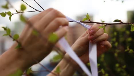 Tying-A-White-Ribbon-On-A-Tree-Branch-Tradition-First-Of-May-Or-Mothers-Day,-Close-Up