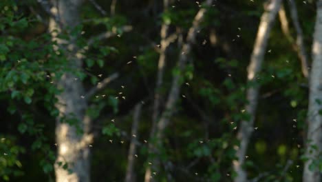 Swarm-of-Mosquitos-in-slow-motion,-Lappland-Sweden-4k