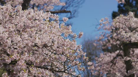 Handheld-Nahaufnahme-Von-Rosafarbenen-Kirschbaumblüten,-Die-Sich-Im-Frühling-Mit-Dem-Wind-Bewegen,-Vancouver,-Britisch-Kolumbien,-Kanada