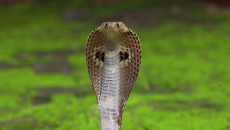 Closeup-of-the-Hood-of-the-Indian-spectacled-Cobra-snake-Naja-Naja-isolated-against-green