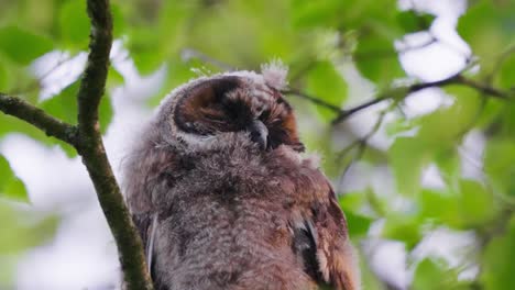 Focused,-close-up-shot,-peaceful-sleeping-owl,-POV-above-head-perched-in-tree-branch,-day-time