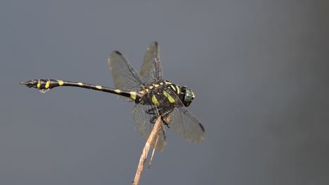 Facing-towards-the-right-while-balancing-against-the-wind,-Common-Flangetail,-Ictinogomphus-decoratus,-Kaeng-Krachan-National-Park,-UNESCO-World-Heritage,-Thailand