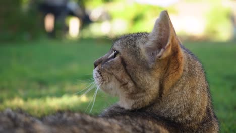 Nahaufnahme-Einer-Katze,-Die-Auf-Dem-Rasen-Liegt-Und-Den-Kopf-Dreht-Und-Nach-Hinten-Schaut