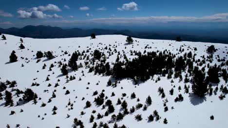 Paisaje-Nevado-En-Un-Día-Soleado-De-Un-Bosque-Alpino-Cerca-De-Un-Acantilado-En-Invierno-Visto-Desde-Un-Dron-Dji
