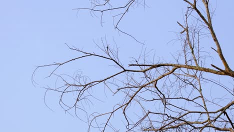 Bare-branches-of-a-tree-during-a-hot-summer-morning-in-Phu-Khiao-Wildlife-Sanctuary-in-Thailand