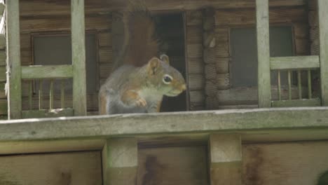 American-Red-Squirrel-Feeding-On-Seed-In-A-Bird-House