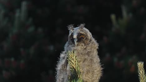 Young-Long-Eared-Owl---Owlet-Sit-On-Coniferous-Tree-While-Looking-In-The-Distance-On-Its-Habitat