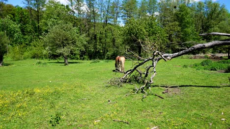 Green-grass-pasture-with-a-Haflinger-horse-on-it-just-eating,-surrounded-by-trees-and-a-blue-sky-with-few-clouds