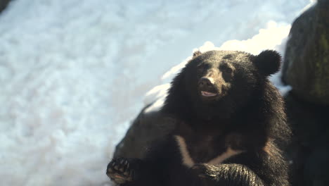 Close-Up-Of-A-Moon-Bear-Catching-Food-With-Its-Mouth-In-The-Zoo