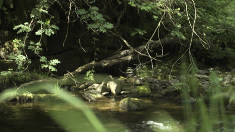 Tracking-shot-of-a-peaceful-stream-in-Wales,-UK