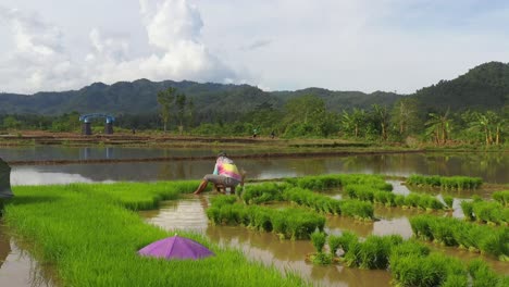 Mann,-Der-Auf-Feldern-Arbeitet,-Die-Reissprossen-In-Der-Landschaft-Von-South-Leyte,-Philippinen,-Ernten