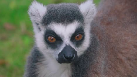 Close-up-portrait-shot-of-Ringtail-lemur-looking-around-in-a-natural-park