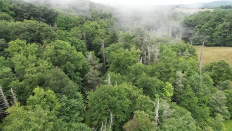 Fog-rolls-in-over-dead-hemlock-trees-in-appalachian-and-blue-ridge-mountains-near-boone-nc,-boone-north-carolina