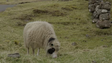 Medium-Slow-Motion-of-a-Faroese-Sheep-Grazing-in-the-Countryside