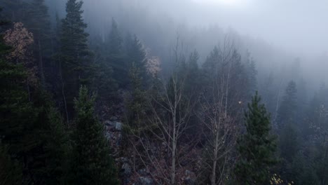 Drone-shot-of-misty-forest