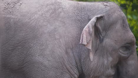 Kopf-Eines-Weiblichen-Asiatischen-Elefanten-Ohne-Stoßzähne,-Der-Geht-Und-Gähnt