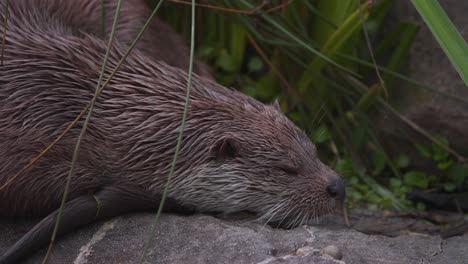 Eurasischer-Otter-Mit-Nassem-Fell,-Das-Auf-Felsen-Liegt-Und-Einschläft