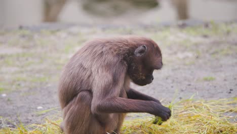Gelada-baboon-monkey-in-zoo-exhibit-gathering-grass-fodder-for-eating