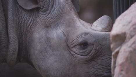 Head-of-Black-Rhinoceros-chewing-food-in-zoo-exhibit-cage-behind-rock