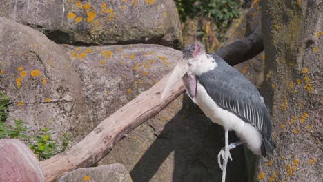 Marabou-stork-standing-still-on-one-leg-between-zoo-exhibit-rocks