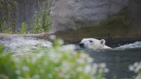Polar-Bear-swimming-in-zoo-exhibit-pool-with-fake-stone-wall
