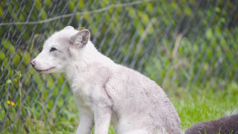 Young-arctic-fox-cub-with-white-fur-sneezing-in-zoo-exhibit-with-fence