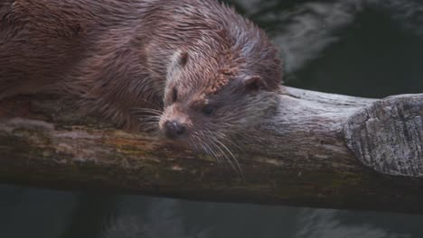 Eurasian-Otter-with-wet-fur-crawling-on-tree-log-across-river-water