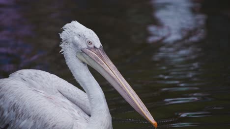 Dalmatian-Pelican-slowly-drifting-and-floating-on-Rotterdam-zoo-lake