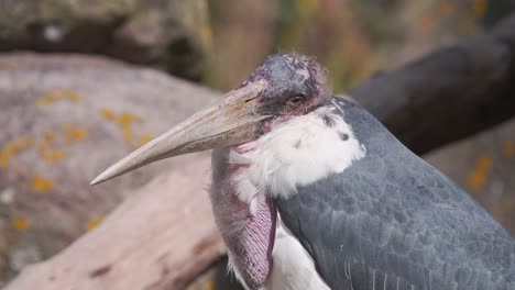 Marabou-stork-with-large-bill-and-gular-sac-turning-its-head-to-look