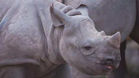 Rinoceronte-Negro-Joven-Masticando-Mientras-Camina-Alrededor-De-Otro-Rinoceronte