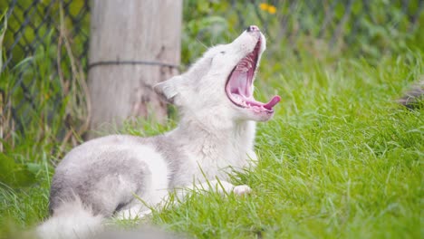 Arctic-fox-lying-lazily-in-grass-in-zoo-exhibit-and-yawning