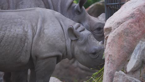 Madre-De-Rinoceronte-Negro-Y-Su-Cría-Comiendo-Heno-De-La-Jaula-De-Exhibición-Del-Zoológico