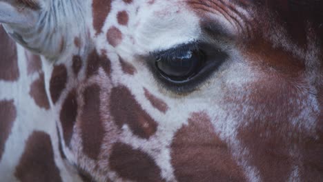Eye-of-eating-Reticulated-Giraffe,-face-muscles-moving-due-to-chewing
