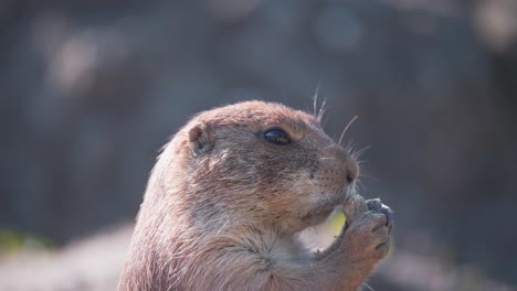 Black-tailed-Prairie-Dog-holding-and-eating-peanut-in-sunlight