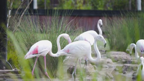 Greater-Flamingos-striding-in-lake-with-reeds-in-zoo-exhibit