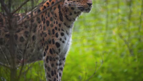 Amur-Leopard-standing-proudly-on-log-in-rainforest,-looking-majestic