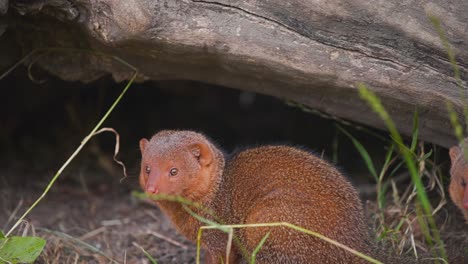Common-Dwarf-Mongoose-with-reddish-fur-crouching-below-tree-log