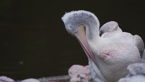 Dalmatinischer-Pelikan,-Der-Sein-Weißes-Gefieder-Mit-Seinem-Schnabel-Am-Zooteich-Reinigt