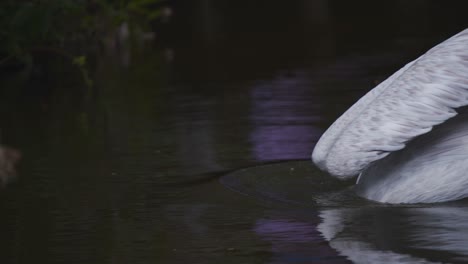 Dalmatinischer-Pelikan-Taucht-Mit-Kopf-Und-Hals-In-Den-See,-Um-Nach-Nahrung-Zu-Fischen