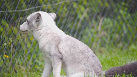 Small-arctic-fox-cub-shivering-in-breeze-in-zoo-exhibit-with-fence