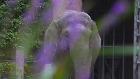Asian-elephant-standing-in-zoo-exhibit,-lavender-stalks-in-rack-focus