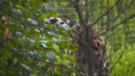 Amur-Leopard-yawning-while-hiding-and-urinating-behind-rainforest-bush