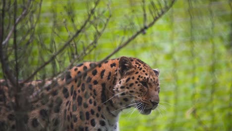 Amur-Leopard-standing-in-zoo-rainforest-exhibit-and-yawning
