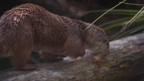Eurasian-Otter-with-wet-fur-crossing-stream-on-tree-log-to-rocky-shore
