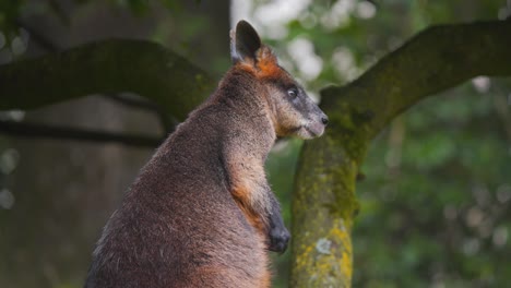 Furry-Swamp-Wallaby-standing-next-to-tree-and-scratching-its-belly