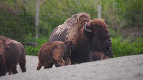 Molting-American-Bison-cow-suckling-her-restless-calf-in-zoo-exhibit