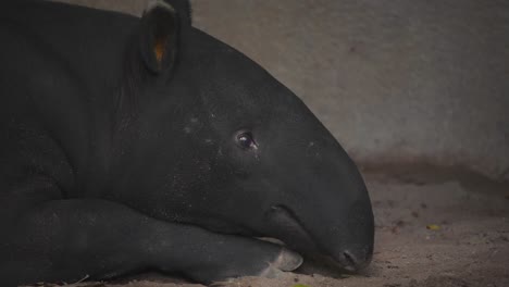Malayan-Tapir-lying-on-ground-in-zoo-cave-shelter-and-chewing-lazily